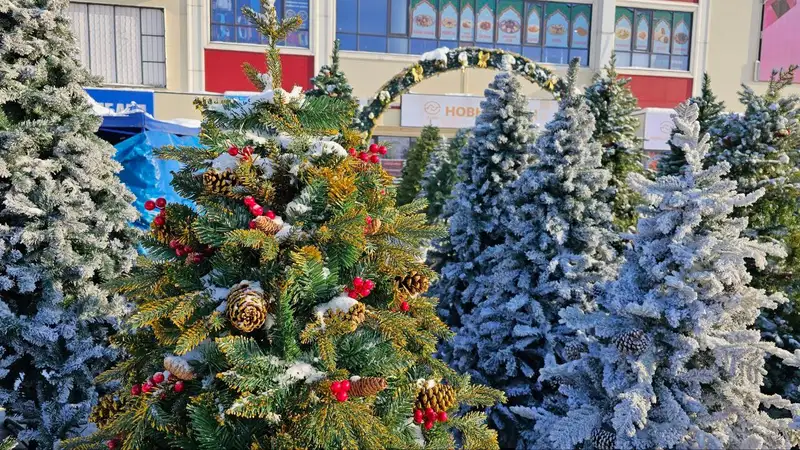 Где лучше всего купить елку в Алматы