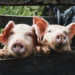 Искусственный интеллект учится расшифровывать эмоции животных. И как успехи?