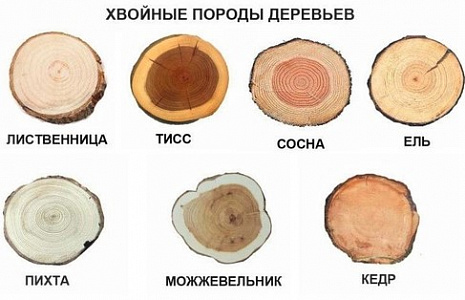 Особенности и характеристики лесоматериалов хвойных пород
