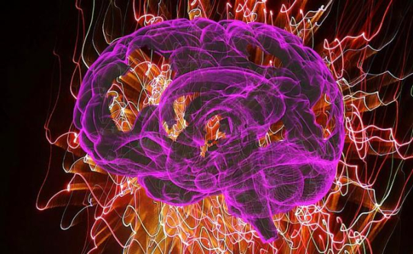 Названа самая полезная ягода для мозга