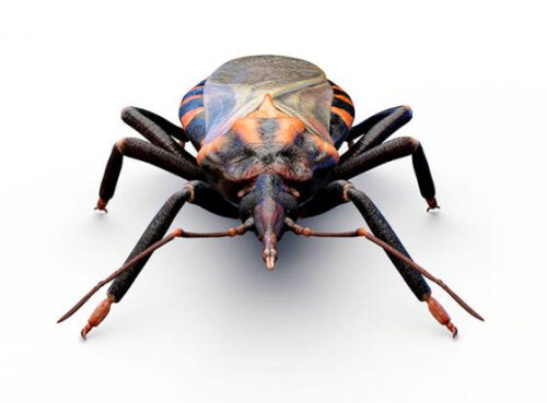 Россиянин пострадал от укуса клопа-убийцы Россиянин пострадал от укуса клопа-убийцы