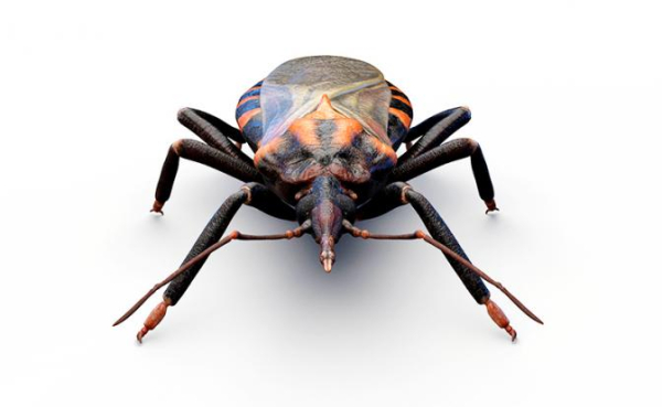 Россиянин пострадал от укуса клопа-убийцы