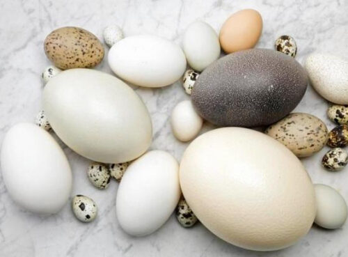 Ученые рассказали, чем полезны яйца