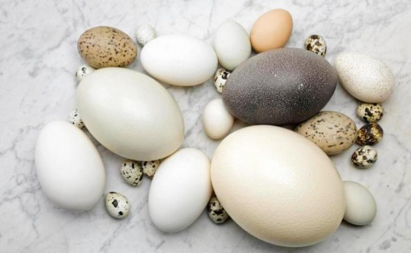 Ученые рассказали, чем полезны яйца