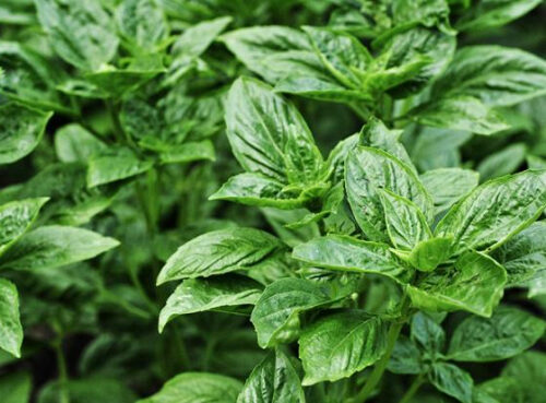 Названо растение, которое поможет мозгу быть долгое время молодым