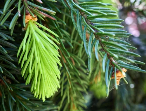 Бесценная хвоя: в еловых иголках обнаружили наночастицы золота