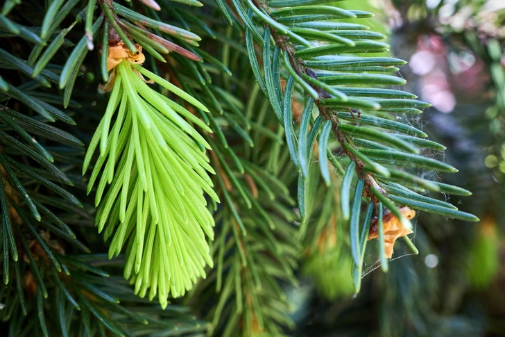 Бесценная хвоя: в еловых иголках обнаружили наночастицы золота