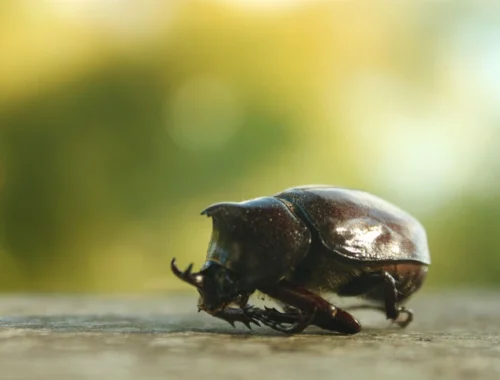 Чудеса эволюции: как жуки-навозники стали питаться гниющей плотью Чудеса эволюции: как жуки-навозники стали питаться гниющей плотью