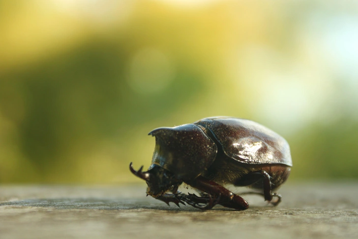 Чудеса эволюции: как жуки-навозники стали питаться гниющей плотью