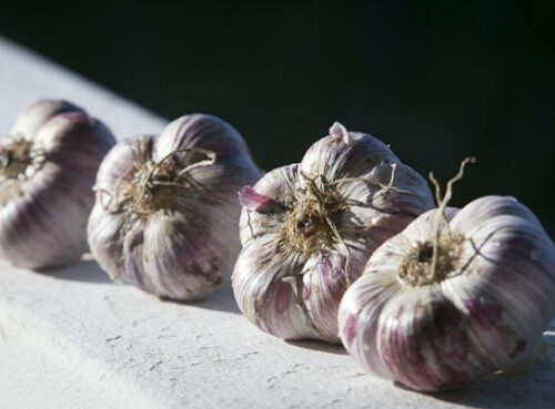 Врач развеял популярный миф о пользе чеснока для лечения и профилактики простуды Врач развеял популярный миф о пользе чеснока для лечения и профилактики простуды