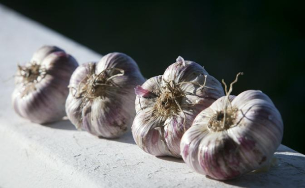 Врач развеял популярный миф о пользе чеснока для лечения и профилактики простуды