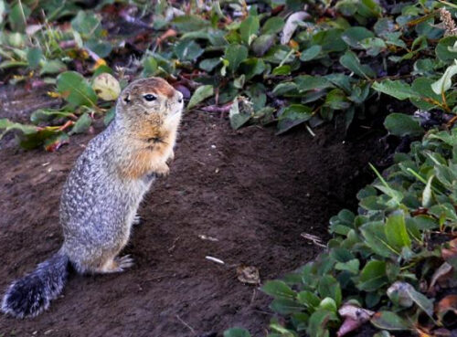 Бурятов призвали не есть сурков, чтобы не заболеть чумой Бурятов призвали не есть сурков, чтобы не заболеть чумой