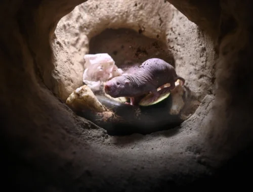 Долголетие грызунов дает надежду людям. Генетические изменения пролили свет на процесс старения