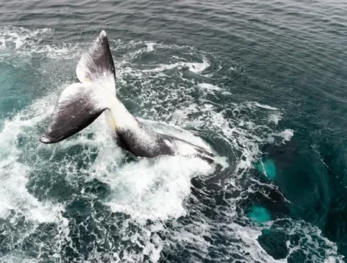 Этот кит живет столетиями: его секрет может помочь увеличить продолжительность жизни человека и защитить от рака