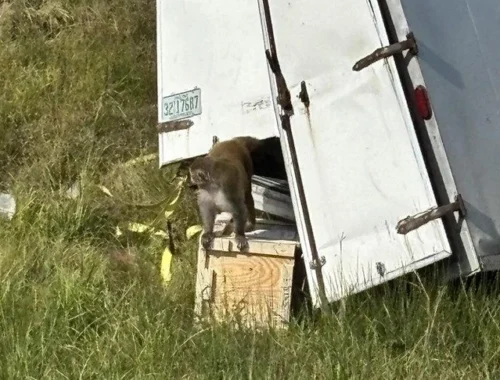 Макаки на свободе: в Миссисипи полиция по ошибке уничтожила приматов, приняв их за заражённых Макаки на свободе: в Миссисипи полиция по ошибке уничтожила приматов, приняв их за заражённых