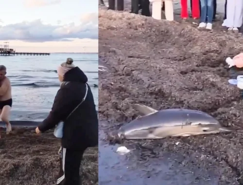 Мама погибла, детеныш выжил: на пляж в Анапе выбросились два дельфина-белобочки (видео)