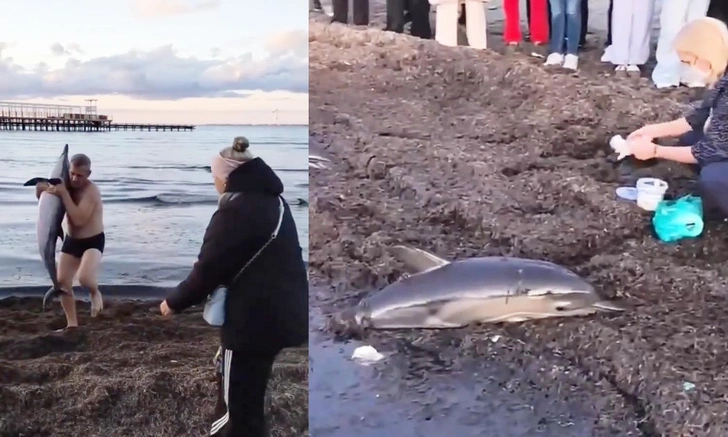 Мама погибла, детеныш выжил: на пляж в Анапе выбросились два дельфина-белобочки (видео)