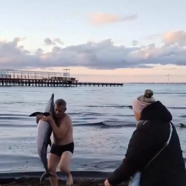 Мама погибла, детеныш выжил: на пляж в Анапе выбросились два дельфина-белобочки (видео)