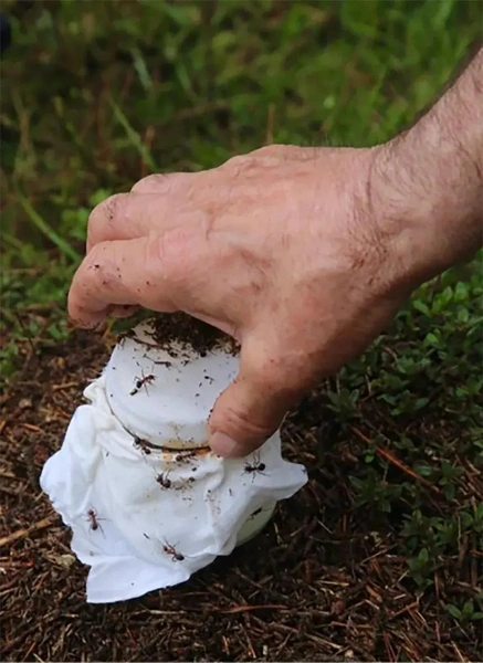 Мишленовский ресторан в Дании придумал «муравьиный йогурт»: способ приготовления вас удивит