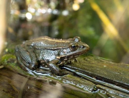 Можно ли на самом деле получить кайф, облизывая жабу? Можно ли на самом деле получить кайф, облизывая жабу?
