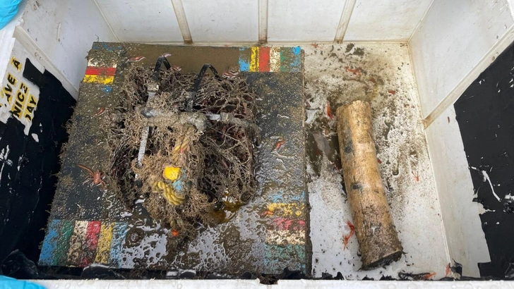 🐳На китовых кладбищах в Тихом океане не нашли червей-зомби, и это плохо, говорят морские биологи