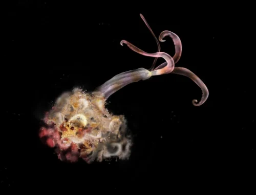 🐳На китовых кладбищах в Тихом океане не нашли червей-зомби, и это плохо, говорят морские биологи 🐳На китовых кладбищах в Тихом океане не нашли червей-зомби, и это плохо, говорят морские биологи