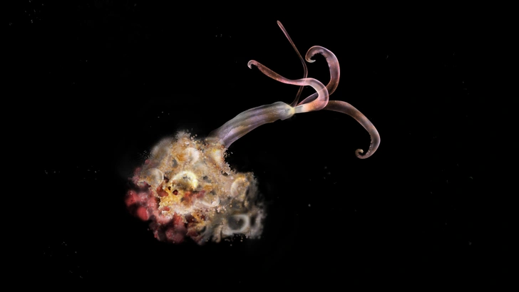 🐳На китовых кладбищах в Тихом океане не нашли червей-зомби, и это плохо, говорят морские биологи