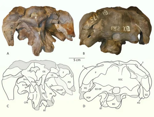 Новый вид динозавров-зауроподов обнаружили в музейном ящике Новый вид динозавров-зауроподов обнаружили в музейном ящике