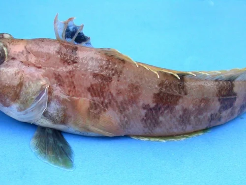 Подводный робот нашел «рыбий роддом» на 1000 «коек» на дне моря Уэдделла: вот как это выглядит