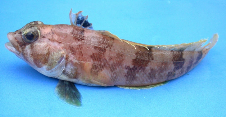 Подводный робот нашел «рыбий роддом» на 1000 «коек» на дне моря Уэдделла: вот как это выглядит