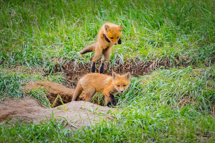 Рыжие колонизаторы: лисицам потребовалось всего 60 лет, чтобы заселить целый континент