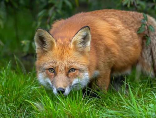 Рыжие колонизаторы: лисицам потребовалось всего 60 лет, чтобы заселить целый континент