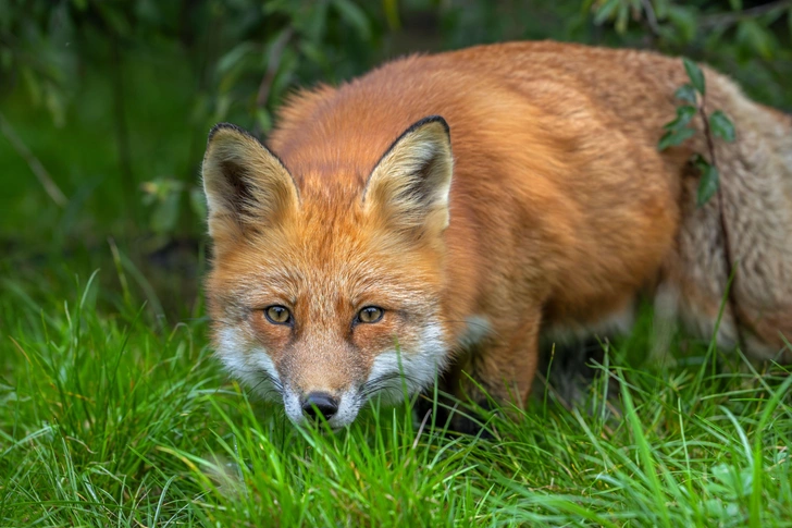 Рыжие колонизаторы: лисицам потребовалось всего 60 лет, чтобы заселить целый континент