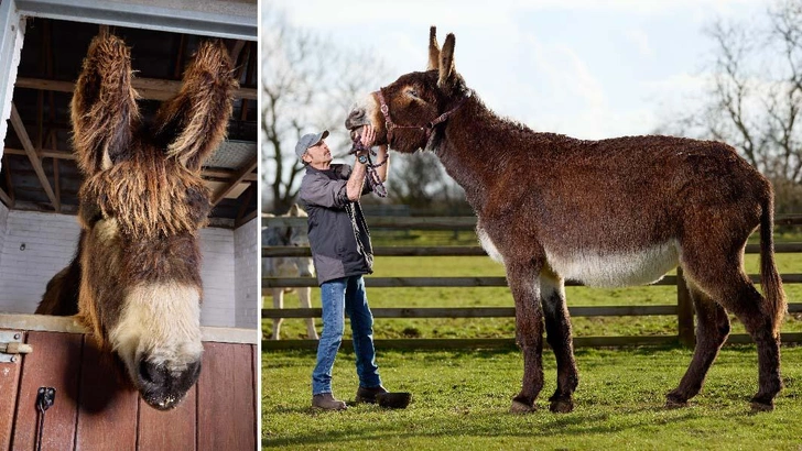 Самый высокий в мире осел живет на полную катушку вместе со своим другом с рекордно большими ушами. Полюбуйтесь на эту парочку