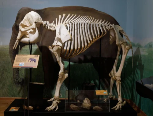 Скелет слона помог разгадать загадку поведения древних людей. Он пролежал в земле 400 тысяч лет