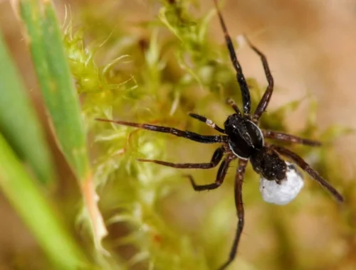 Скрывался 40 лет. Паука-волка считали вымершим, но неожиданно нашли на острове в Великобритании