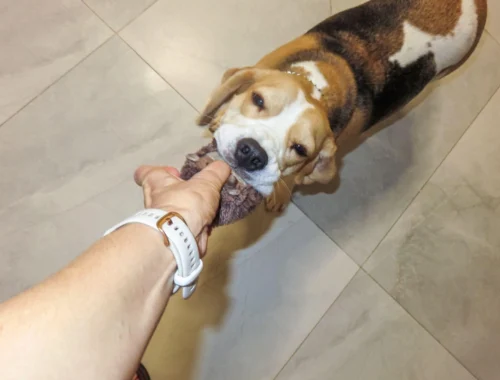 Собачье казино! Одержимость собак их любимыми игрушками сравнима с игровой зависимостью у людей