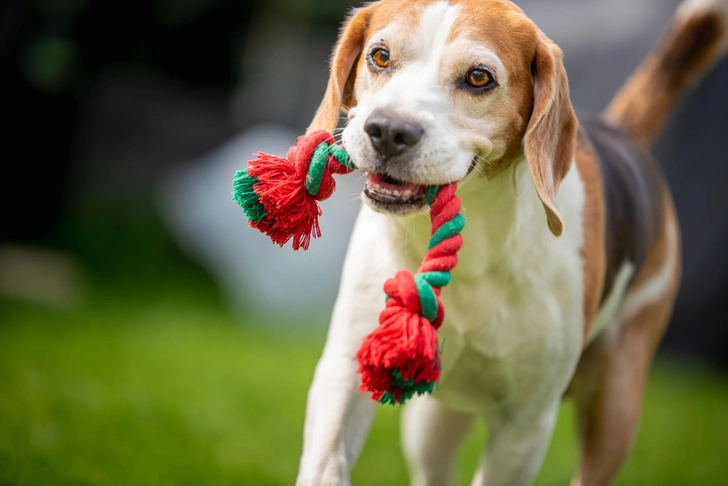 Собачье казино! Одержимость собак их любимыми игрушками сравнима с игровой зависимостью у людей