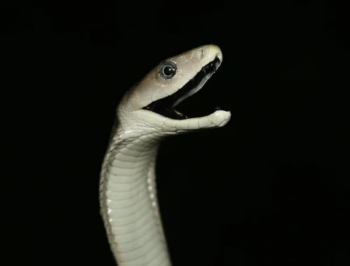 Ученые выяснили, почему введение антидота после укуса смертельно опасной мамбы иногда может ухудшить состояние пациента Ученые выяснили, почему введение антидота после укуса смертельно опасной мамбы иногда может ухудшить состояние пациента