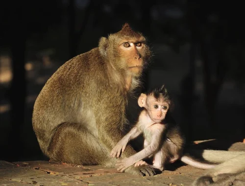 Вид обезьян, на которых проводят опыты, признали вымирающим. На что это повлияет и почему недовольны ученые? Вид обезьян, на которых проводят опыты, признали вымирающим. На что это повлияет и почему недовольны ученые?