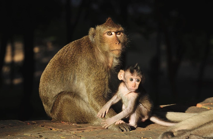 Вид обезьян, на которых проводят опыты, признали вымирающим. На что это повлияет и почему недовольны ученые?