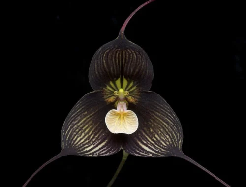 Знаменитые орхидеи «Дракула» с обезьяньей мордочкой исчезают в дикой природе Знаменитые орхидеи «Дракула» с обезьяньей мордочкой исчезают в дикой природе