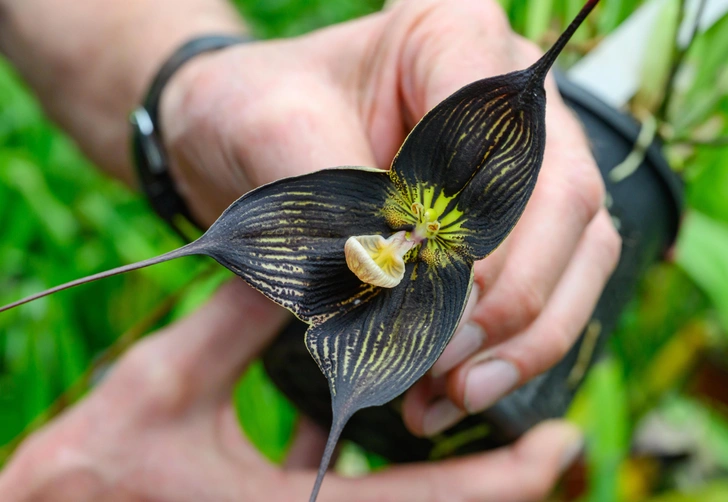 Знаменитые орхидеи «Дракула» с обезьяньей мордочкой исчезают в дикой природе