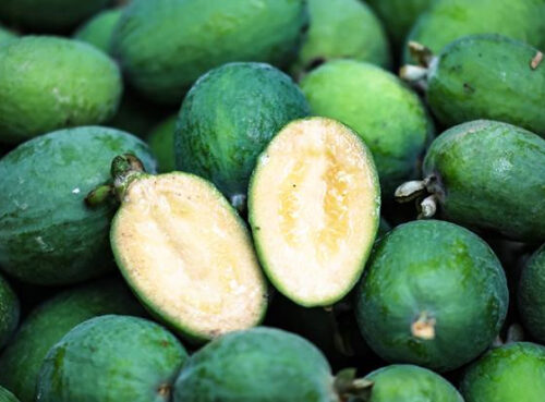 Биотехнолог: Эта ягода обеспечит суточный запас йода