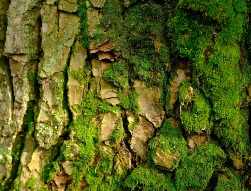 9 месяцев в вакууме и радиации: это растение выжило в открытом космосе 9 месяцев в вакууме и радиации: это растение выжило в открытом космосе