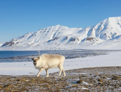Арктика в моде: спрос на северные туры вырос на 30% и превращает Заполярье в новое туристическое направление
