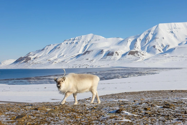 Арктика в моде: спрос на северные туры вырос на 30% и превращает Заполярье в новое туристическое направление