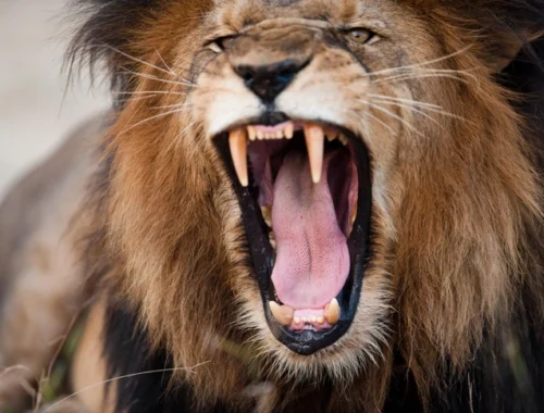 Царская распевка: искусственный интеллект обнаружил у львов неизвестный тип рыка