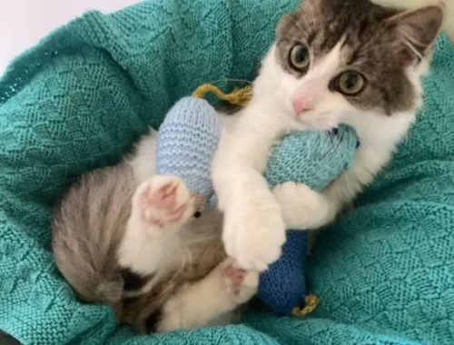 Читатели британского журнала установили мировой рекорд, связав 46 тысяч игрушек для приютских котов: посмотрите на милые фото