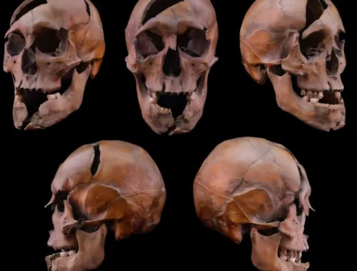 Что ел, как жил и кем был убит: раскрыто дело средневекового герцога из династий Арпадов и Рюриковичей